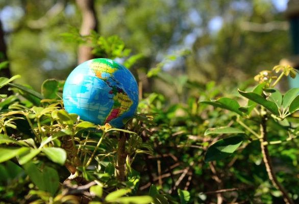 visual and environmental studies